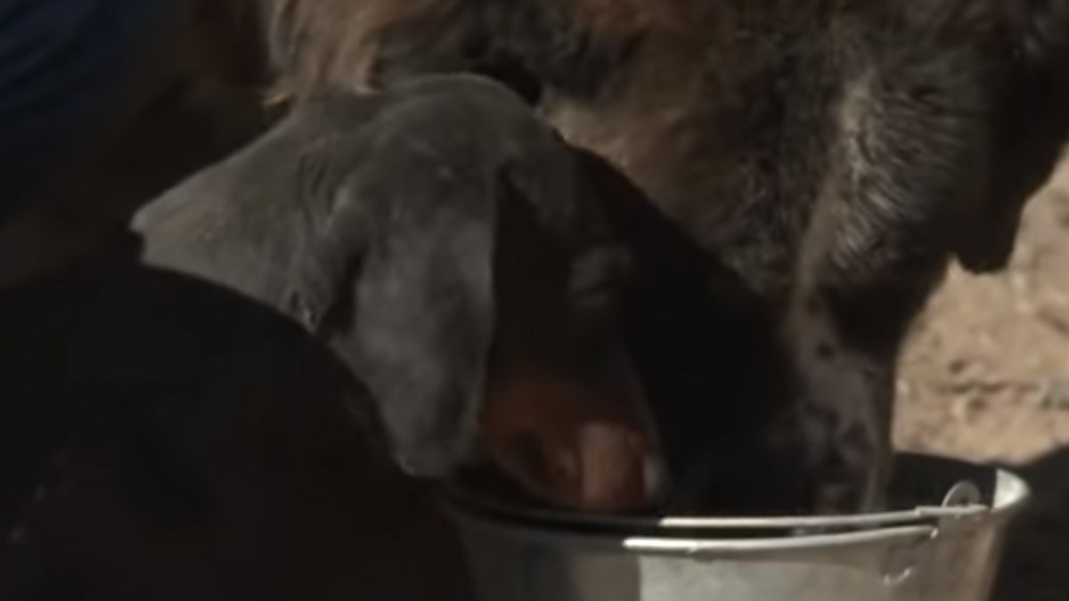 VIDEO Nije prestajao lajati sve dok njegov vlasnik nije odlučio krenuti za njim